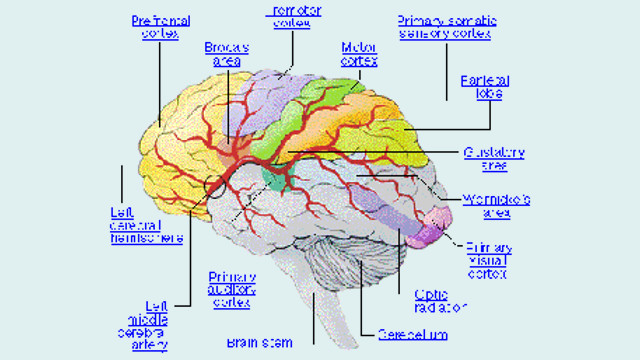 Recent Advances in Mapping the Human Brain