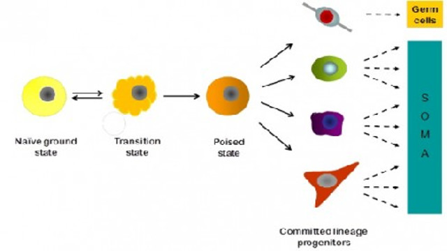 Pluripotent Stem Cell Landscapes