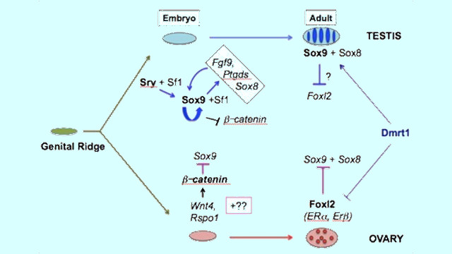 Stem Cell Biology