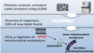 Chewing the Fat of Inflammation