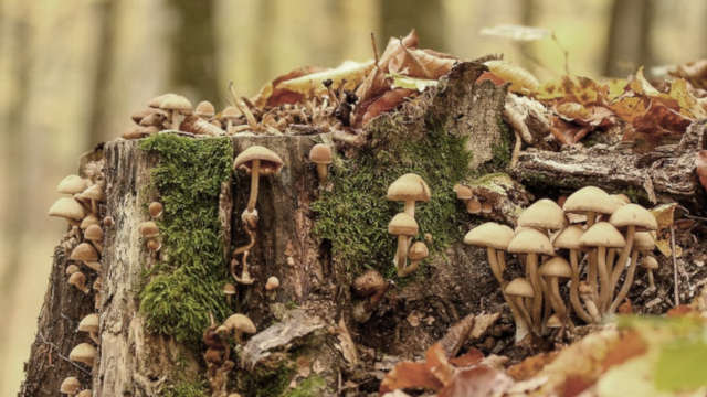 The Mysterious Hidden Kingdom: Fungi