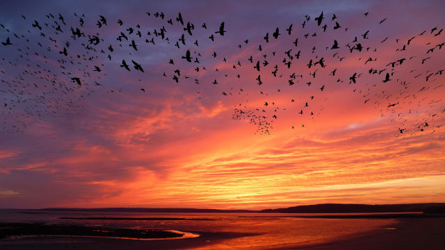 Animal Magnetism: Why Migrating Birds Don't Get Lost [Image by Pete Linforth from Pixabay]